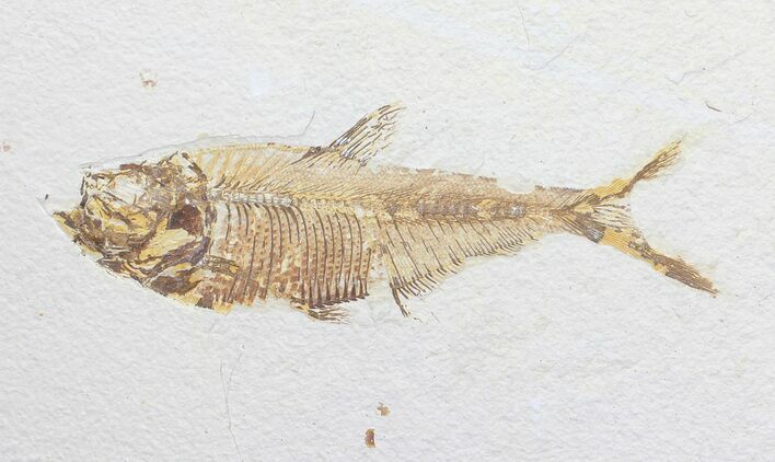 Bargain, Diplomystus Fossil Fish - Wyoming #56244